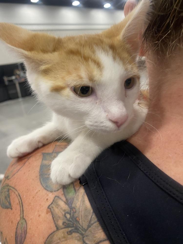 Enlarge Macaroni, a Adoptable Domestic Short Hair in Dayton, OH image 2/3