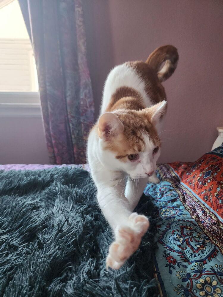 Macaroni, a Adoptable Domestic Short Hair in Dayton, OH image 4/5