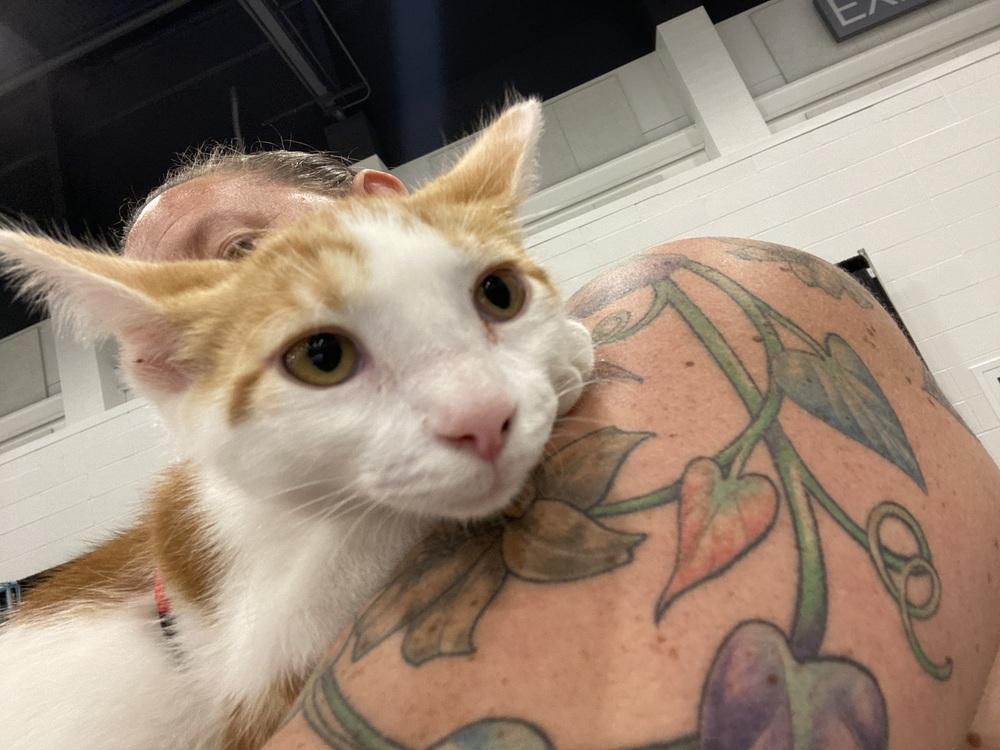 Enlarge Macaroni, a Adoptable Domestic Short Hair in Dayton, OH image 3/3