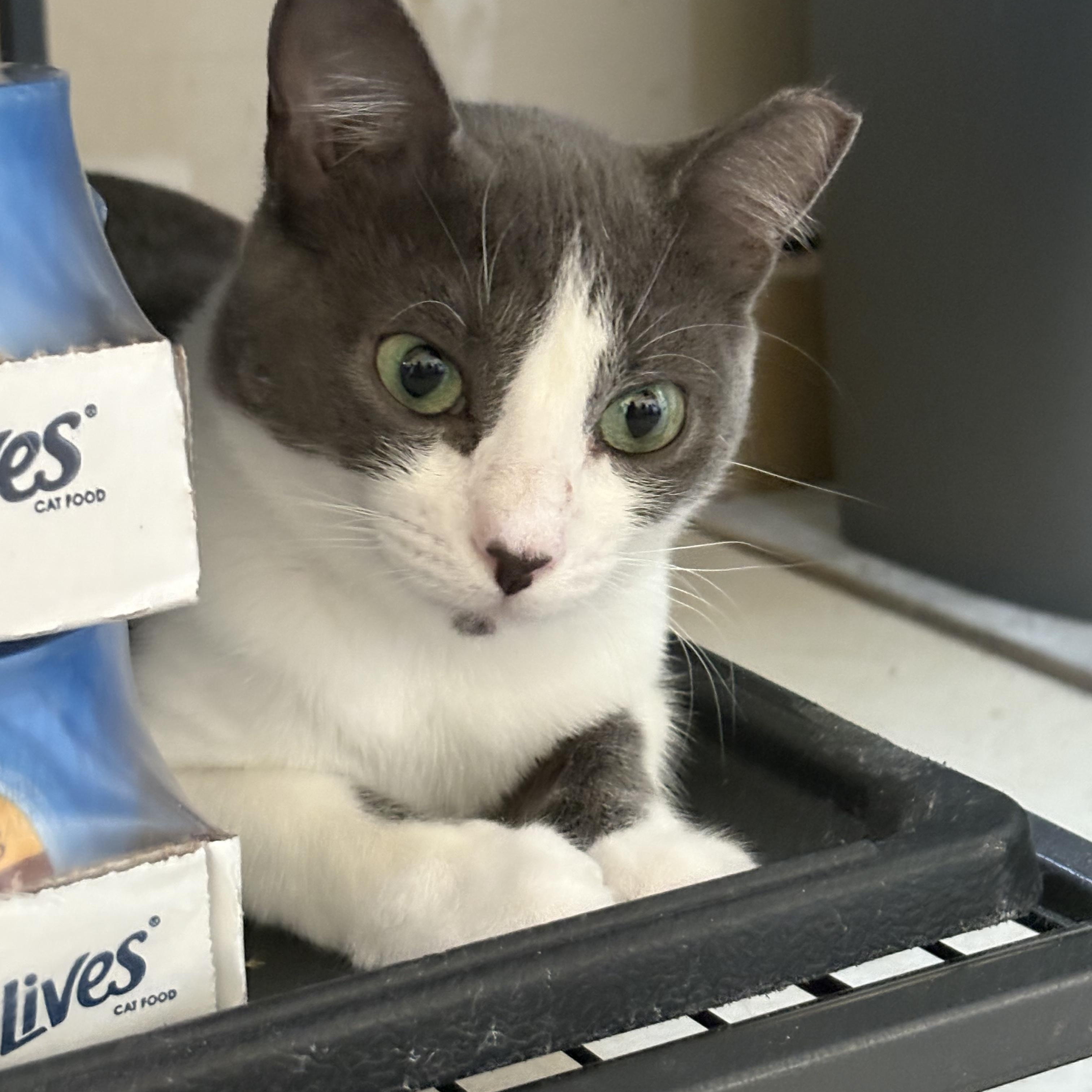 Emerald, Adoptable, Adult Female Domestic Short Hair.