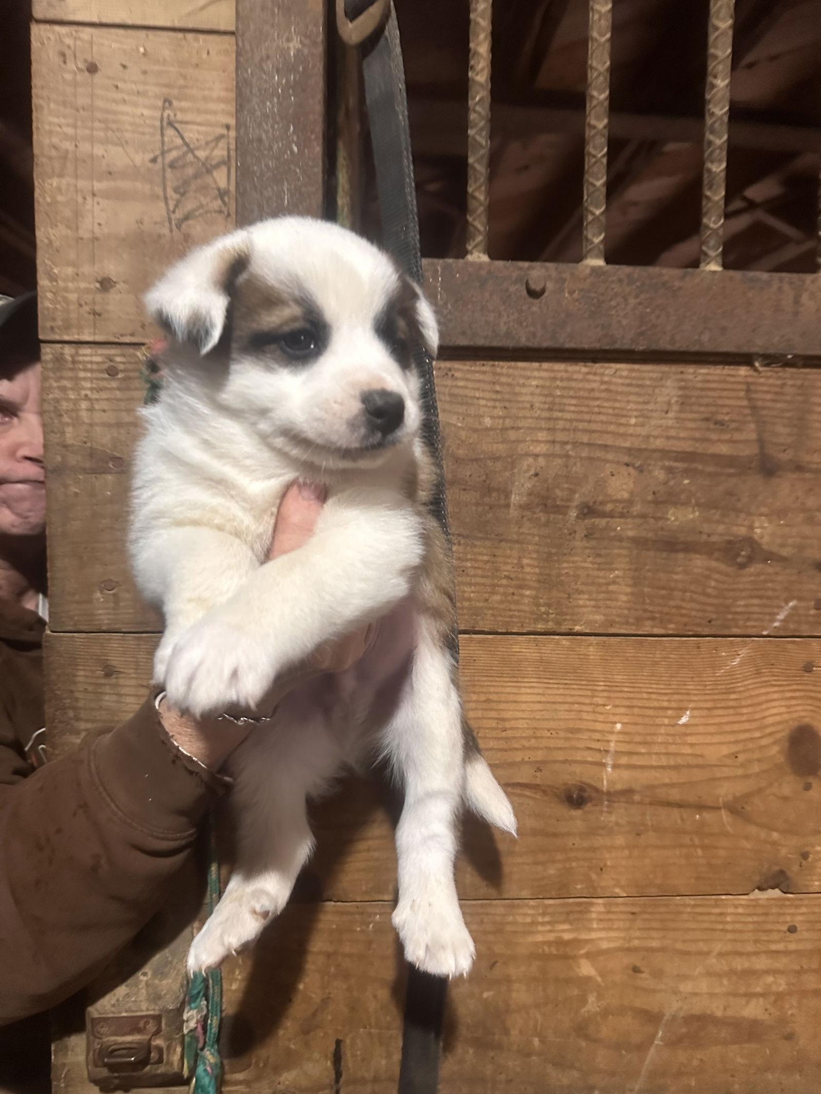 Enlarge Blair, a Adoptable mixed breed in Mouth Of Wilson, VA image 1/1