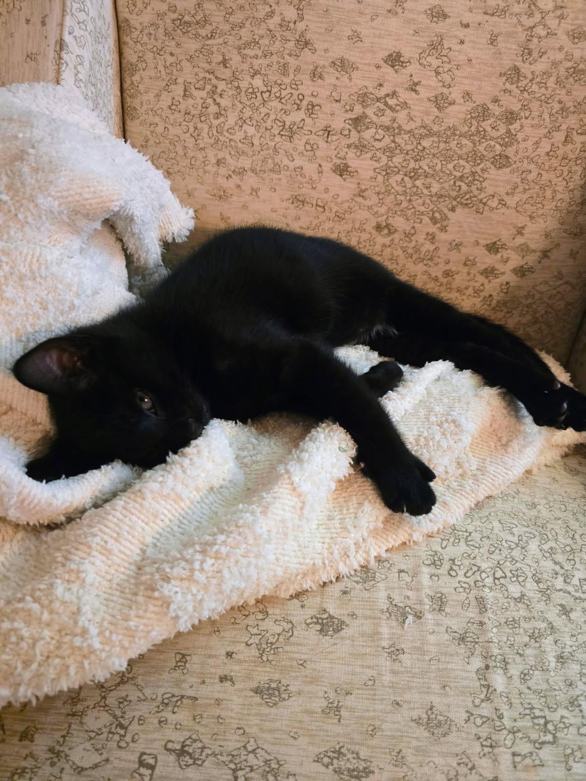 Agate, a Adoptable Domestic Short Hair in Bethel , CT image 3/3