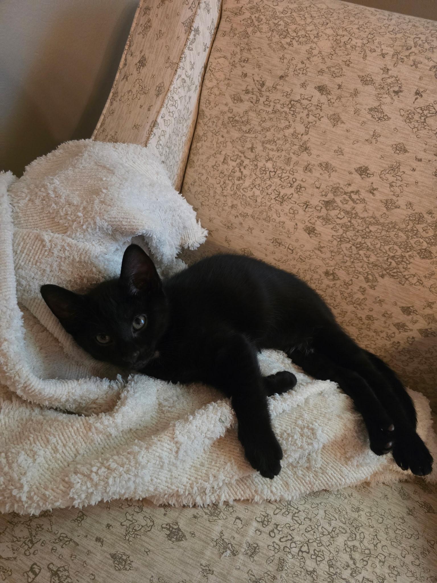 Agate, a Adoptable Domestic Short Hair in Bethel , CT image 1/3
