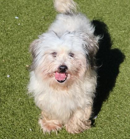 Fluffy, Adopted, Adult Male Mixed Breed.