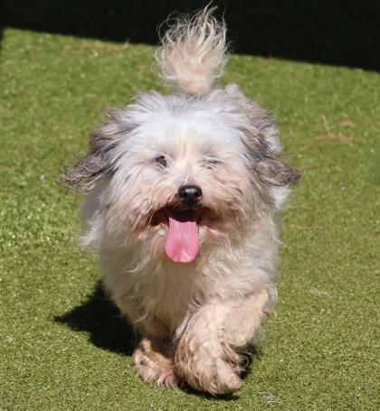 Enlarge Fluffy, a Adopted Mixed Breed in Athens, GA image 2/3