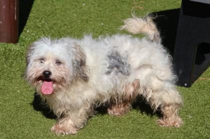 Enlarge Fluffy, a Adopted Mixed Breed in Athens, GA image 3/3