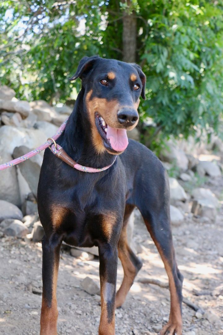 Marley, Adopted, Adult Female Doberman Pinscher.