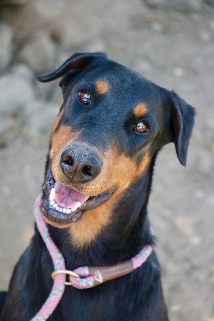 Enlarge Marley, a Adopted Doberman Pinscher in Fillmore, CA image 2/5