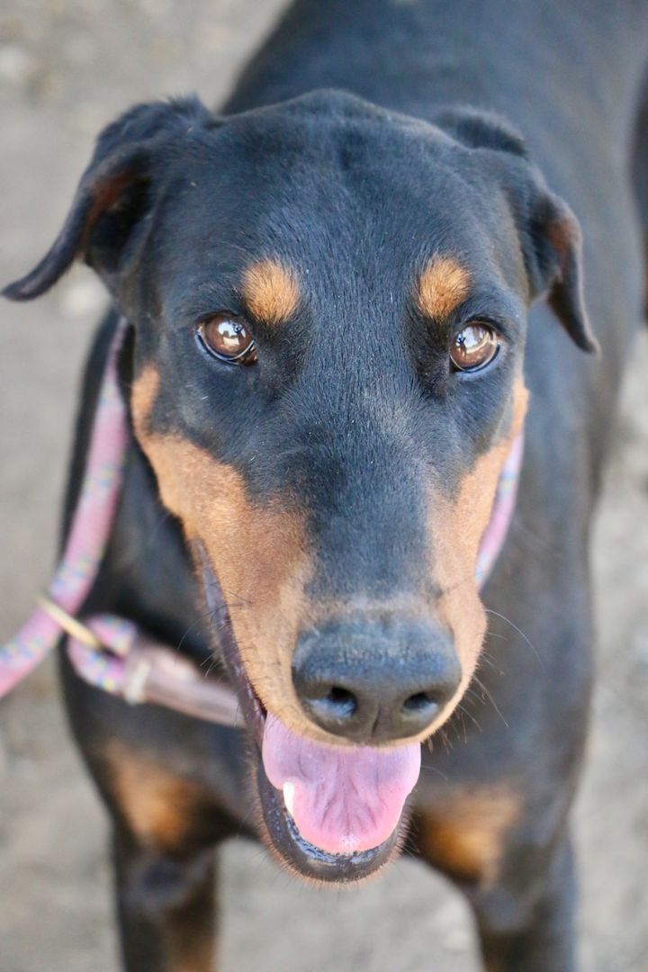Enlarge Marley, a Adopted Doberman Pinscher in Fillmore, CA image 3/5