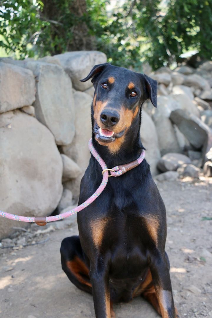 Enlarge Marley, a Adopted Doberman Pinscher in Fillmore, CA image 4/5