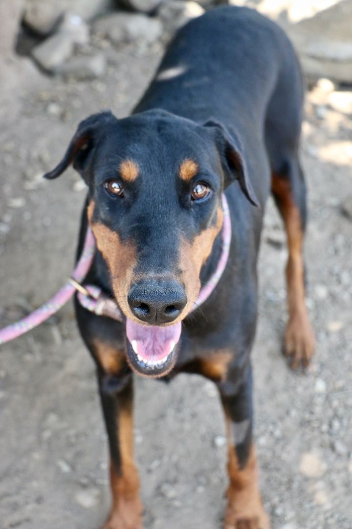 Enlarge Marley, a Adopted Doberman Pinscher in Fillmore, CA image 5/5