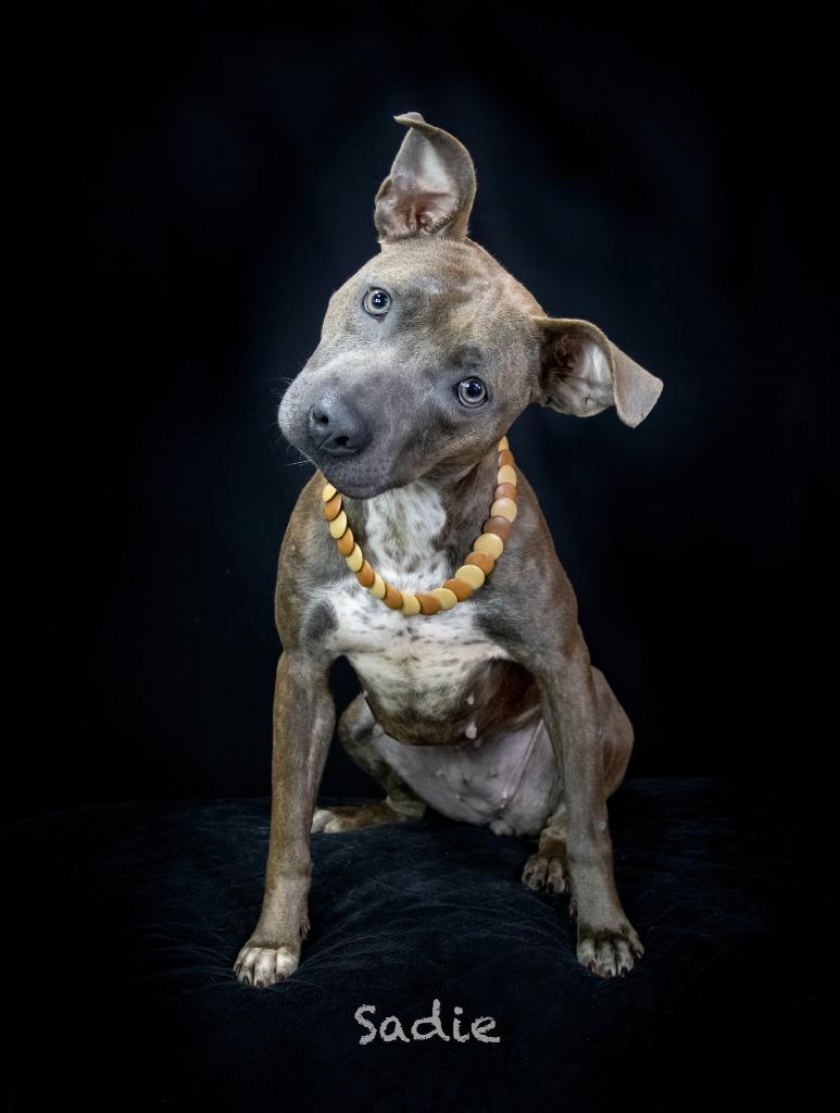 Sadie, Adoptable, Adult Female Terrier.