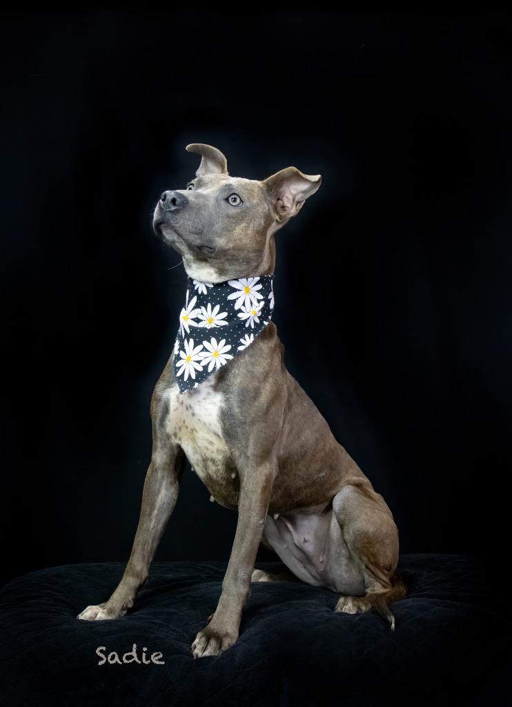 Enlarge Sadie, a Adoptable mixed breed in Hot Springs Village, AR image 2/3