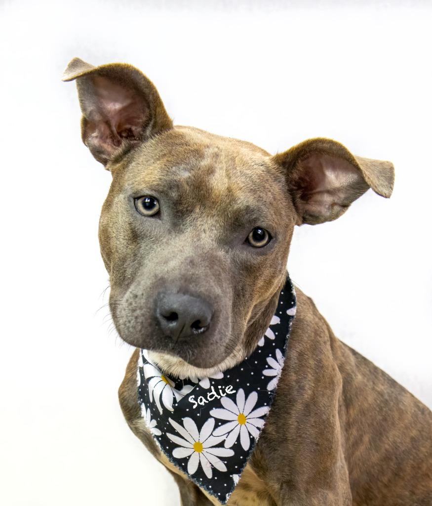 Enlarge Sadie, a Adoptable mixed breed in Hot Springs Village, AR image 3/3