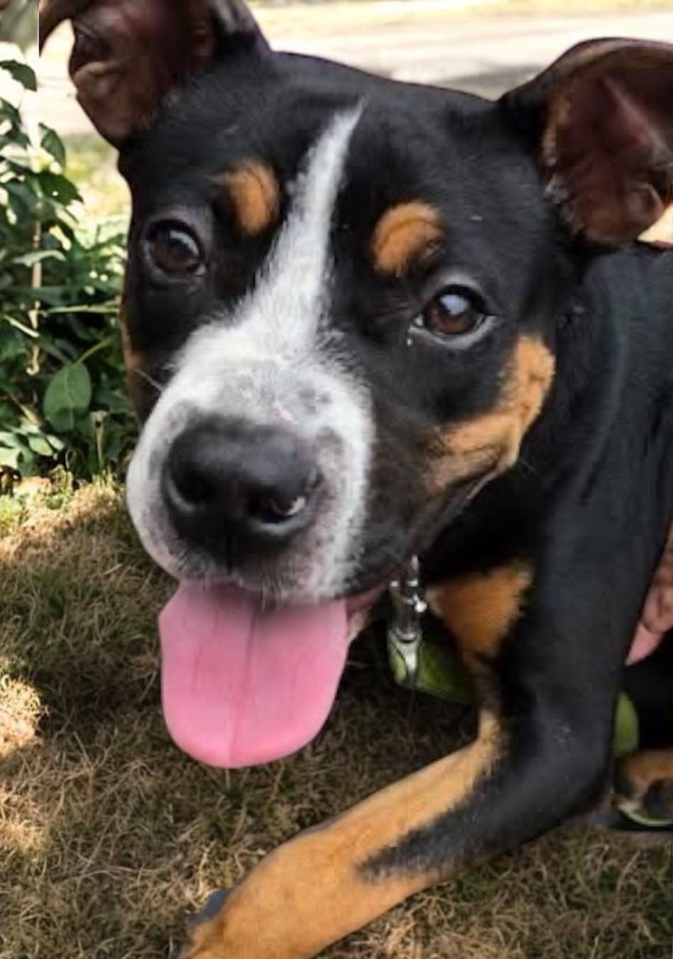 Enlarge Lola, a Adoptable Mixed Breed in Miller Beach, IN image 1/1