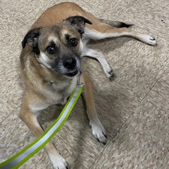 Enlarge Dharma, a ADOPTABLE mixed breed in Gilbert, AZ image 2/4