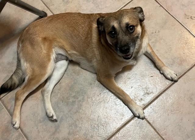 Dharma, ADOPTABLE, Adult Female Pug.