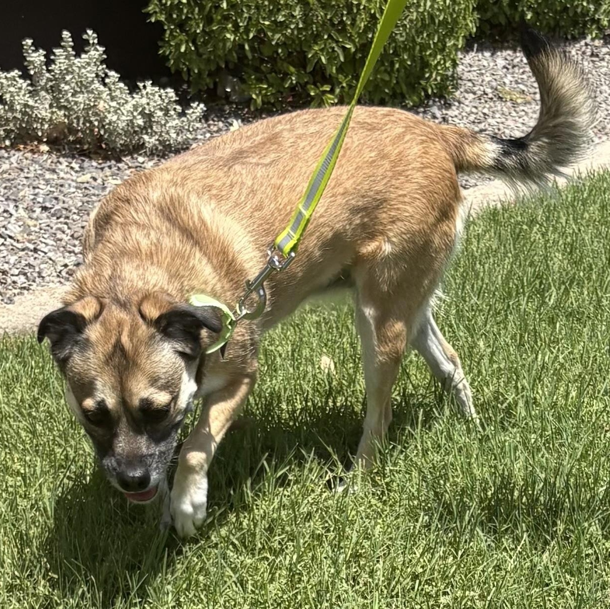 Enlarge Dharma, a ADOPTABLE mixed breed in Gilbert, AZ image 4/4