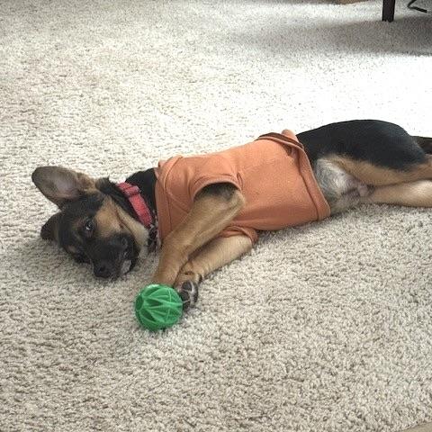 Enlarge Berry, an adopted mixed breed in Prior Lake, MN image 5/6