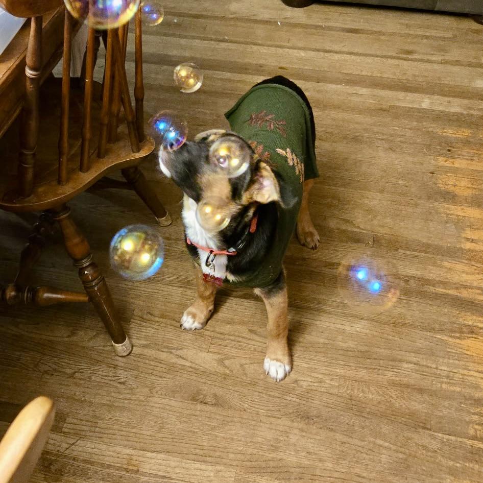 Enlarge Berry, an adopted mixed breed in Prior Lake, MN image 2/6