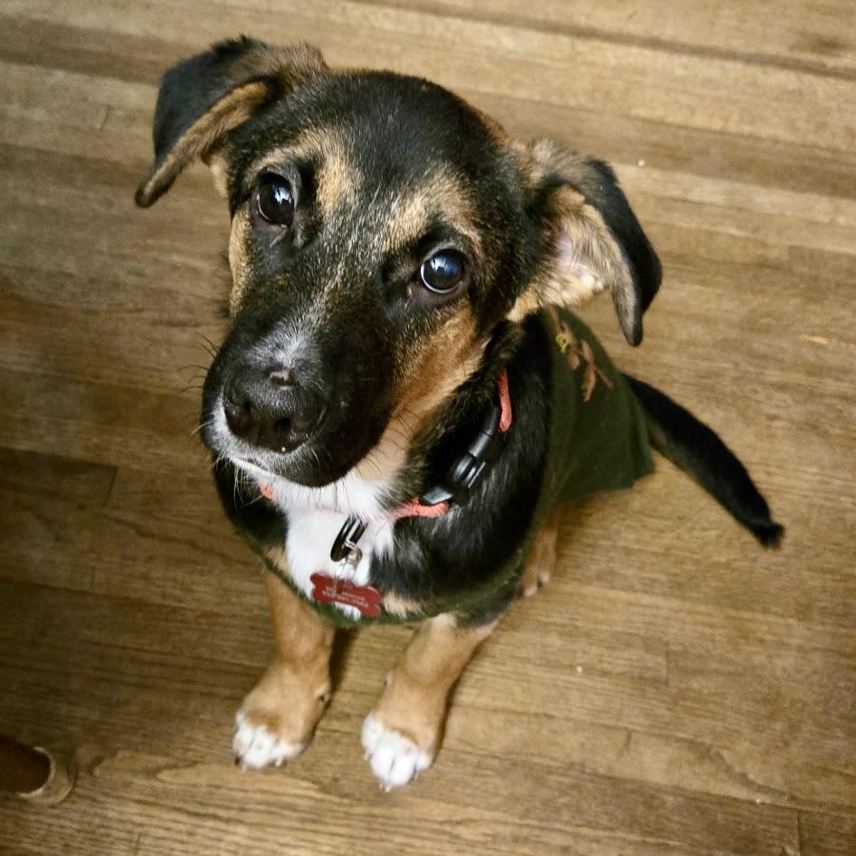 Berry, adopted, Puppy Male Shepherd & Corgi.