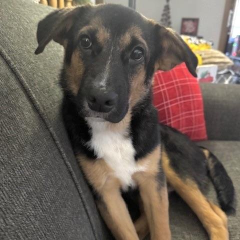 Enlarge Berry, an adopted mixed breed in Prior Lake, MN image 4/6