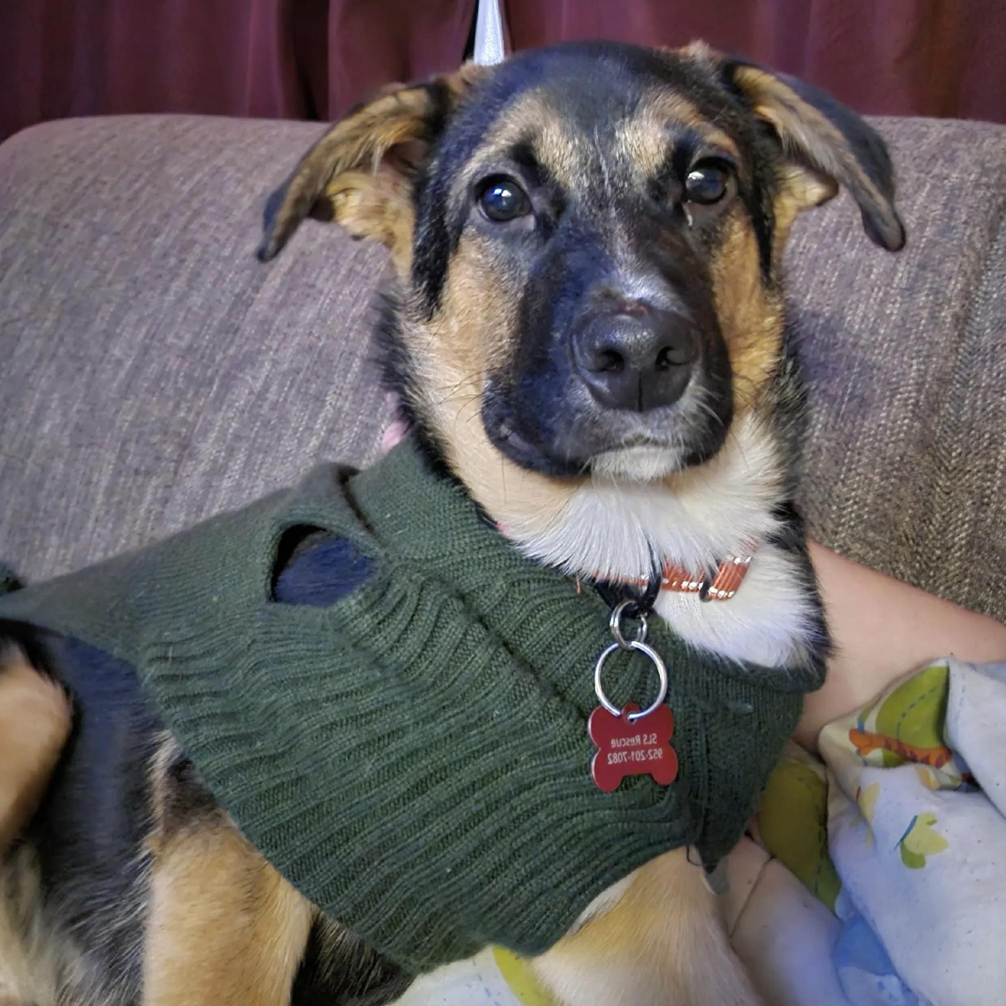 Enlarge Berry, an adopted mixed breed in Prior Lake, MN image 3/6