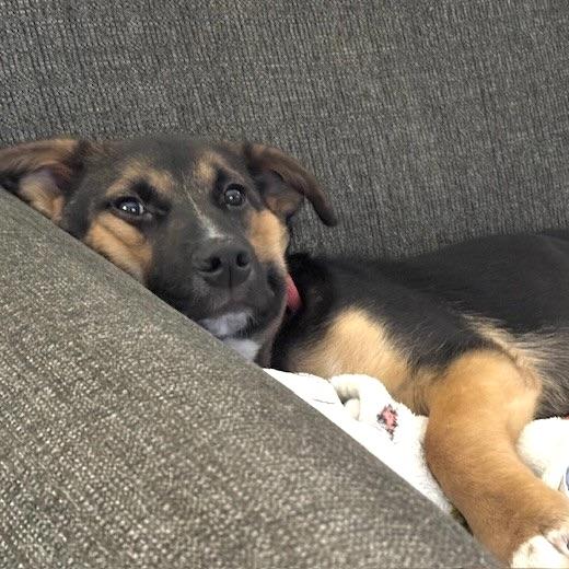 Enlarge Berry, an adopted mixed breed in Prior Lake, MN image 6/6