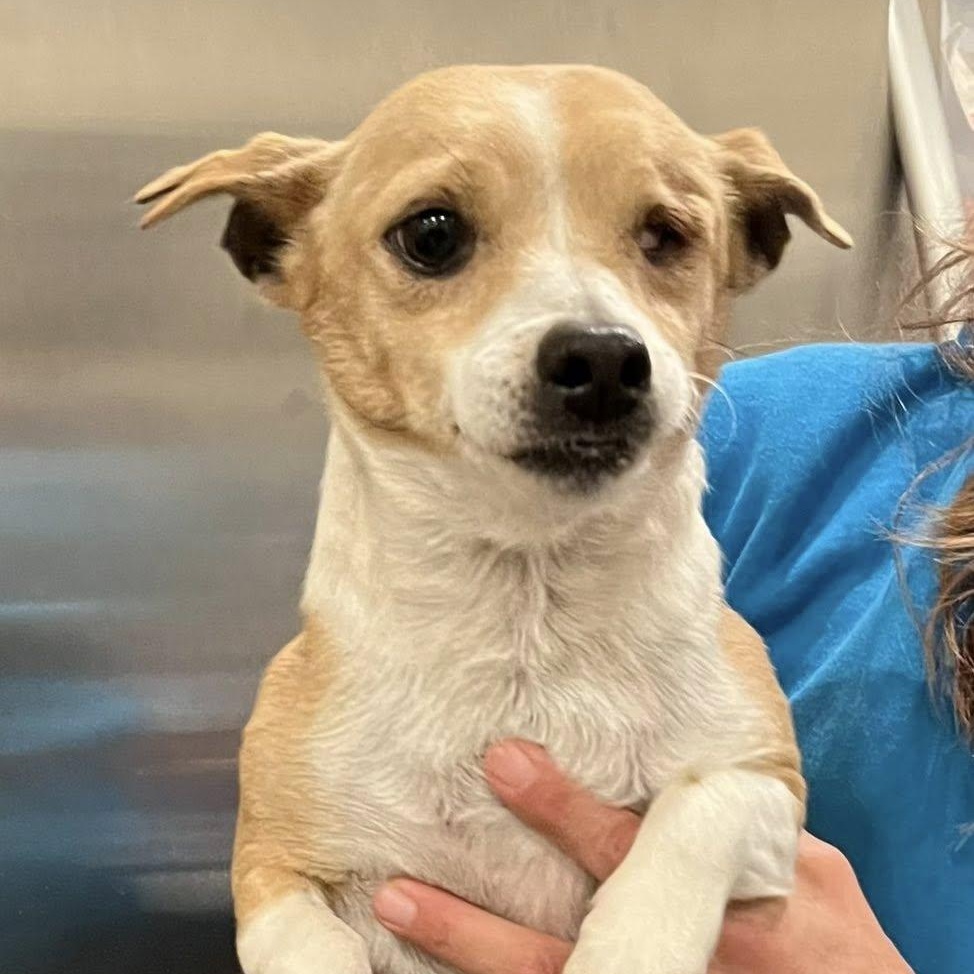 Lefty, ADOPTABLE, Adult Female Chihuahua.