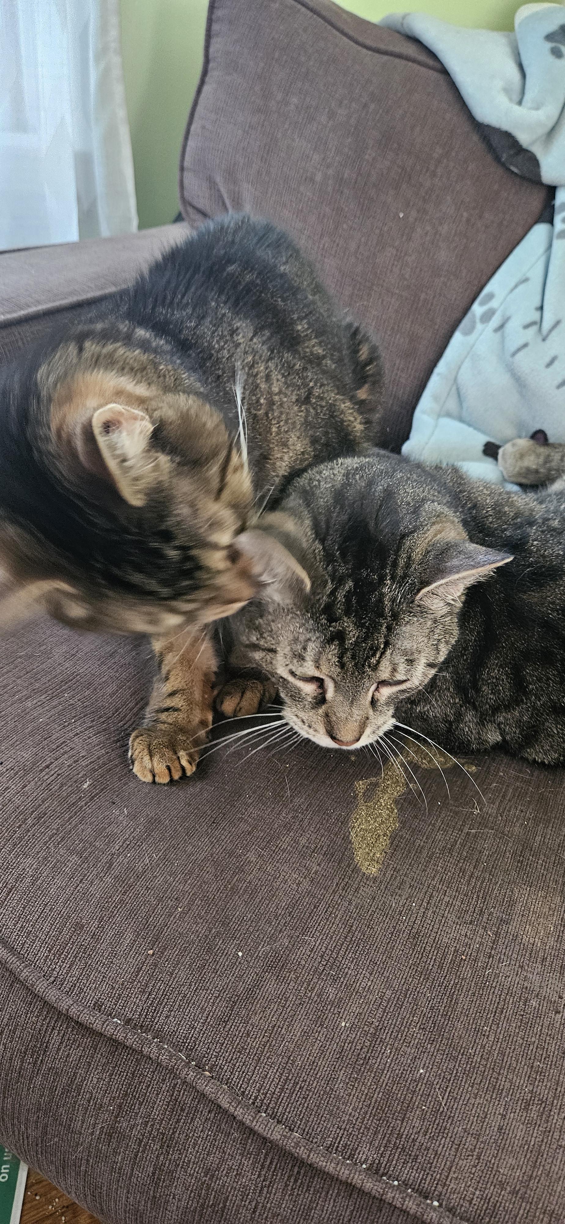 Jerry, an adopted Domestic Short Hair in Rochester, NY image 2/2