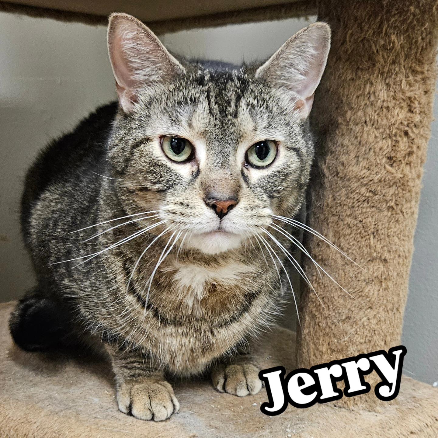 Jerry, an adopted Domestic Short Hair in Rochester, NY image 1/2