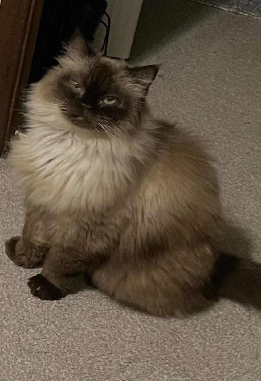 Enlarge Princess Cleo, a Adopted Himalayan in West Des Moines, IA image 1/3