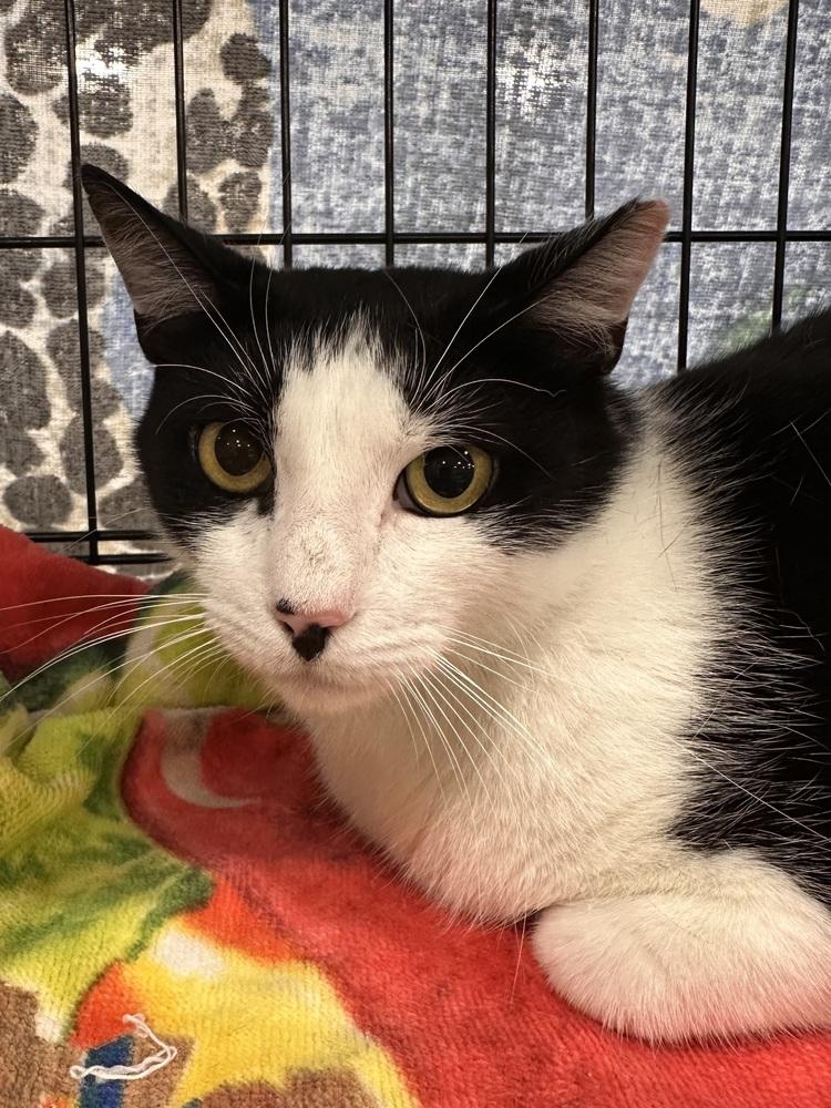 Enlarge Cookie, a Adoptable Domestic Short Hair in Panama City Beach, FL image 1/1