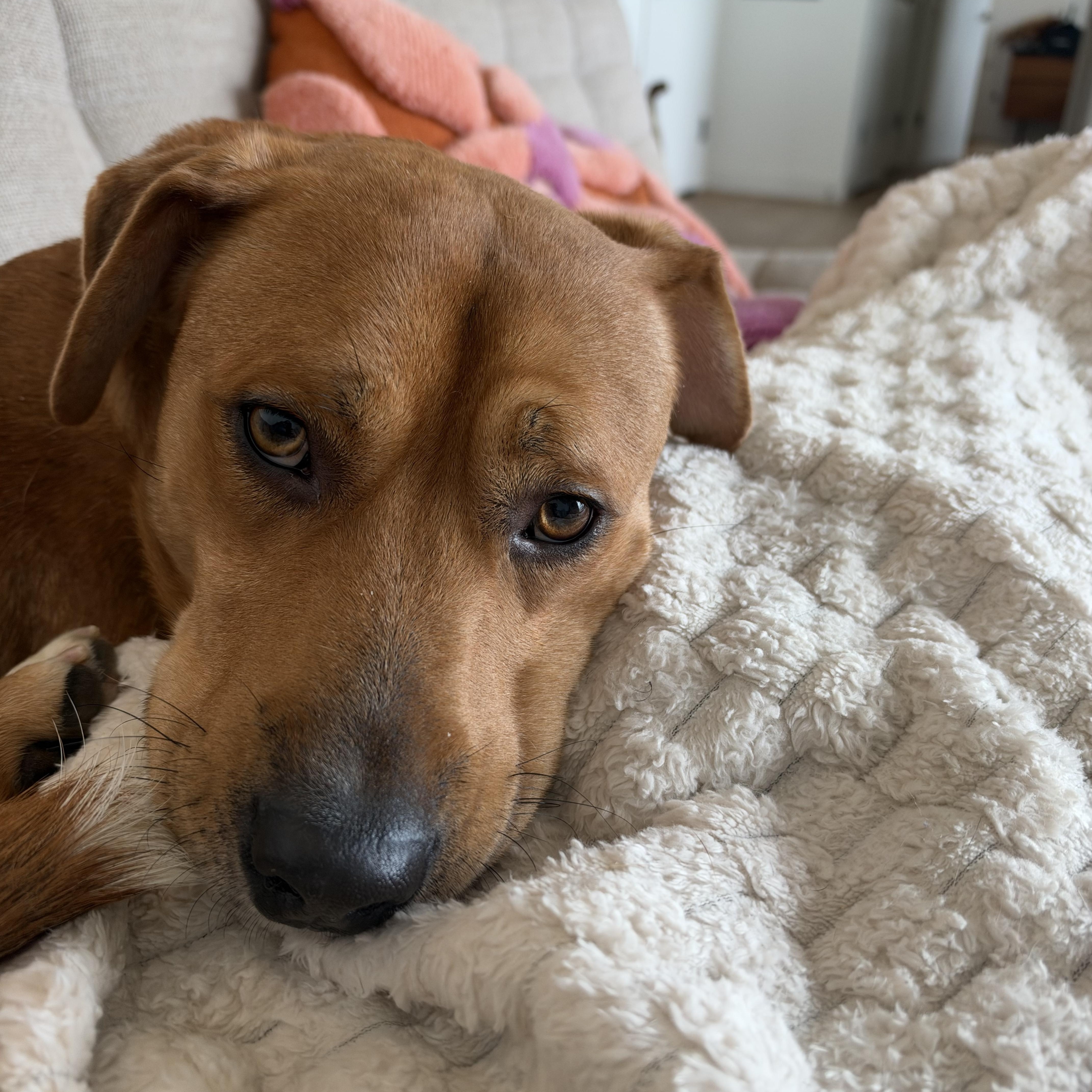 Enlarge Aladdin, a Adoptable mixed breed in Brooklyn, NY image 5/6