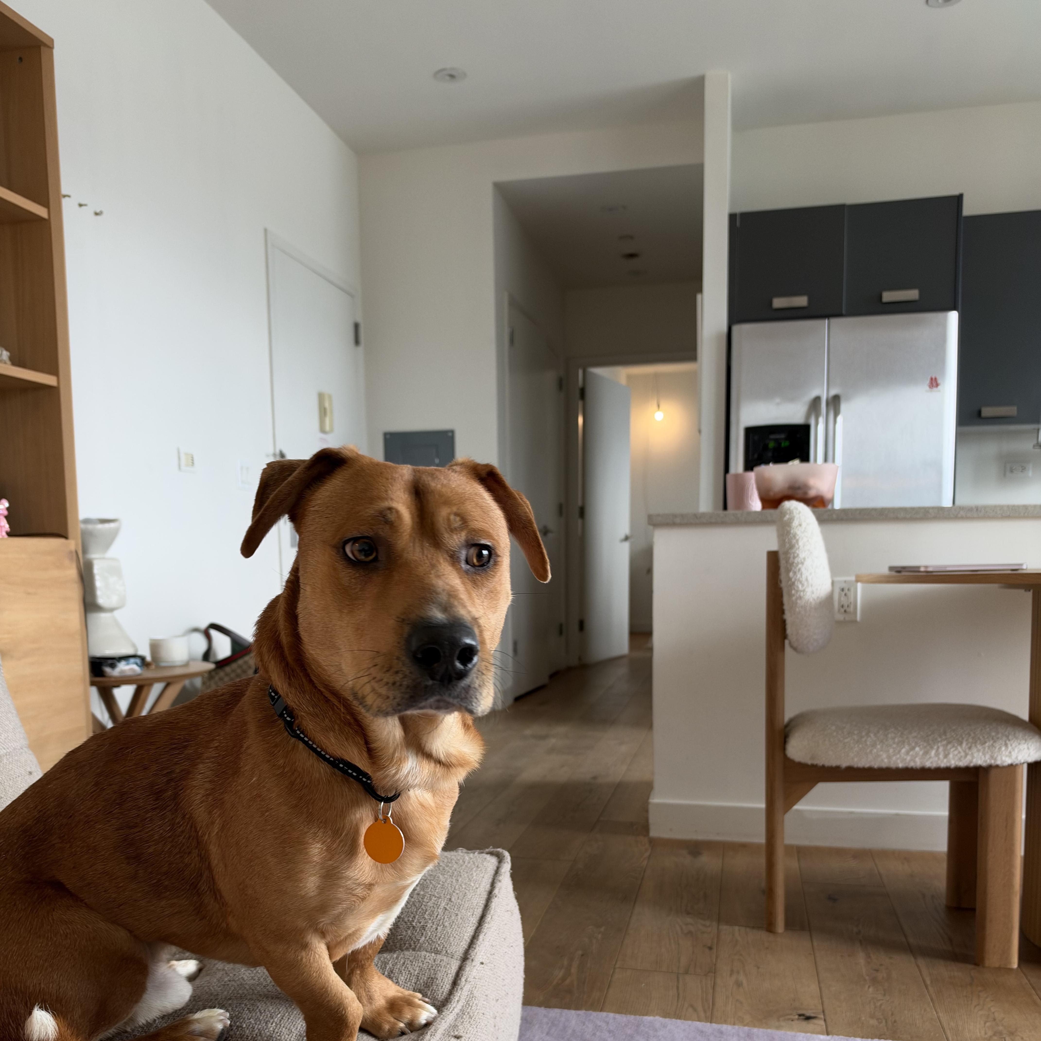 Enlarge Aladdin, a Adoptable mixed breed in Brooklyn, NY image 2/6