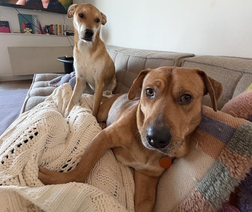 Enlarge Aladdin, a Adoptable mixed breed in Brooklyn, NY image 3/6