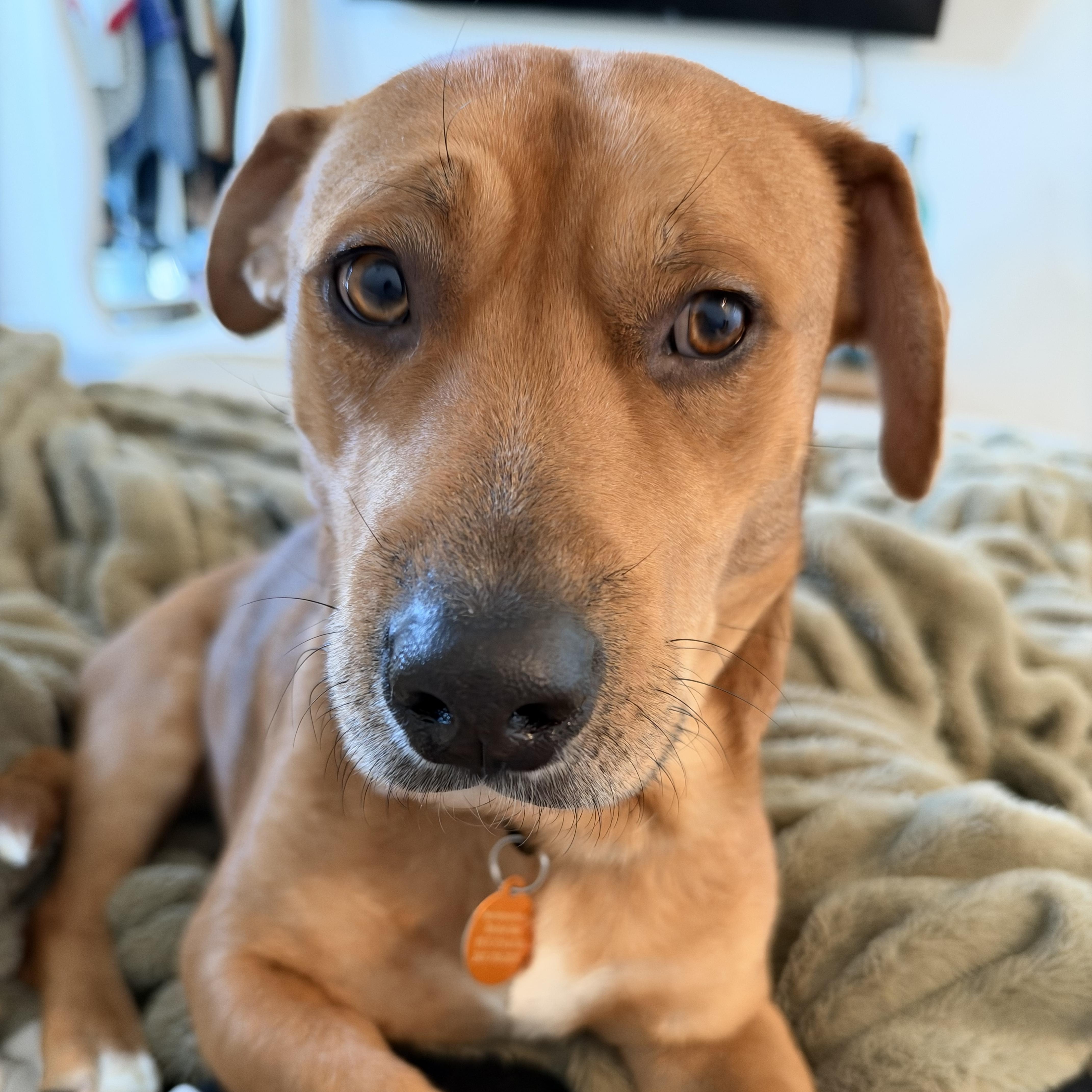 Enlarge Aladdin, a Adoptable mixed breed in Brooklyn, NY image 4/6