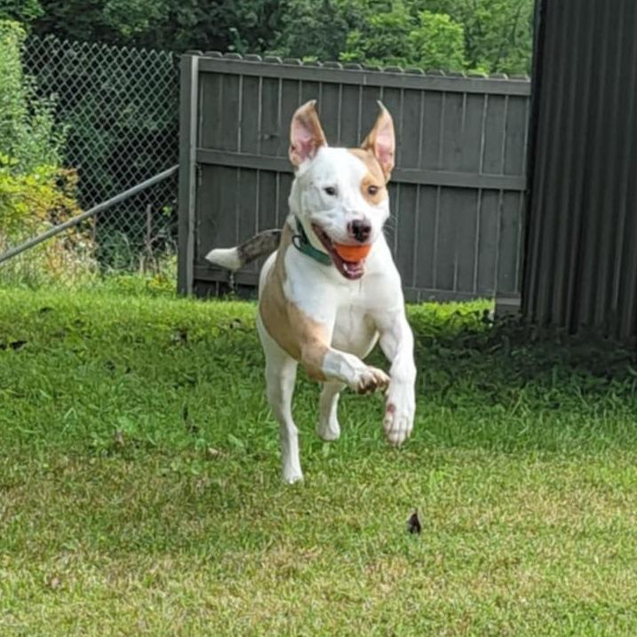 Enlarge Enzo, a Adoptable Mixed Breed in Clarksville, TN image 1/6