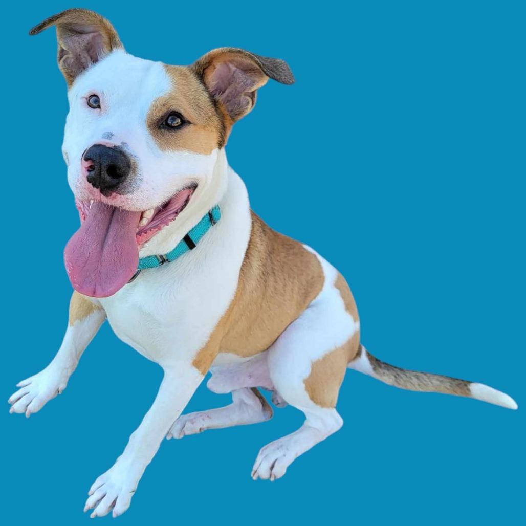 Enlarge Enzo, a Adoptable Mixed Breed in Clarksville, TN image 2/6