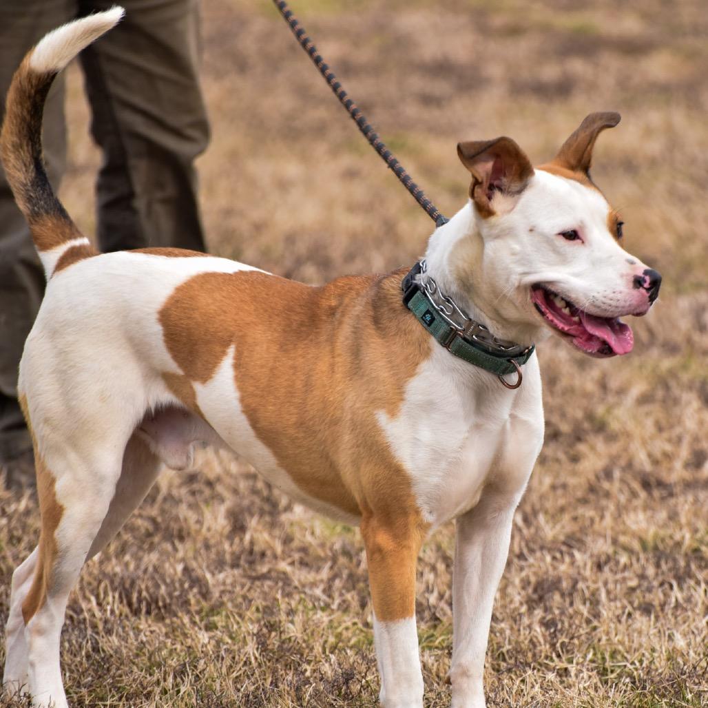 Enlarge Enzo, a Adoptable Mixed Breed in Clarksville, TN image 3/6