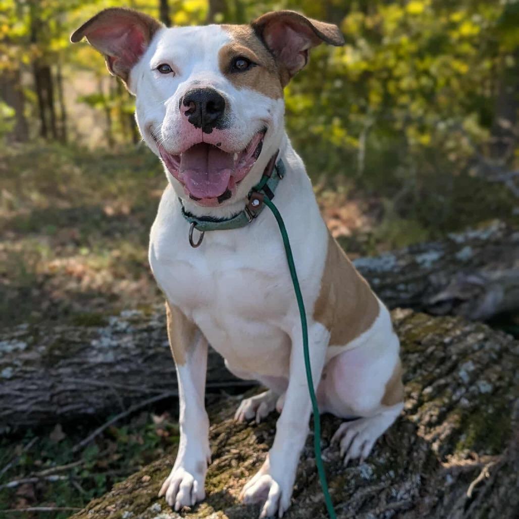 Enlarge Enzo, a Adoptable Mixed Breed in Clarksville, TN image 3/6