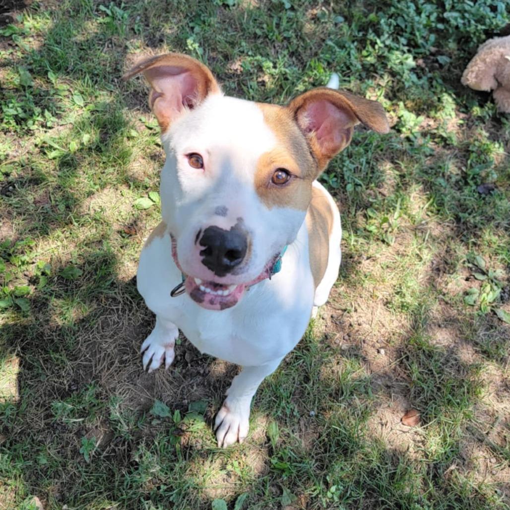 Enlarge Enzo, a Adoptable Mixed Breed in Clarksville, TN image 4/6