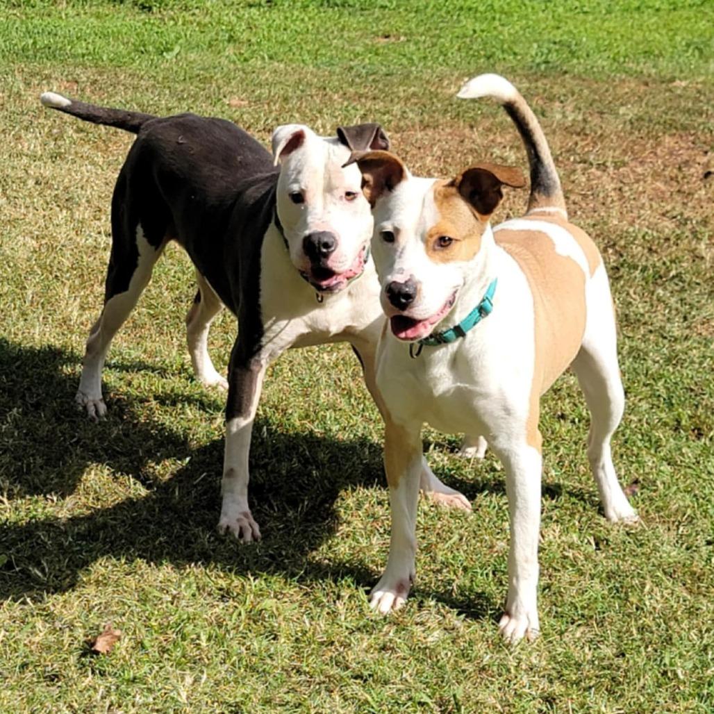 Enlarge Enzo, a Adoptable Mixed Breed in Clarksville, TN image 5/6