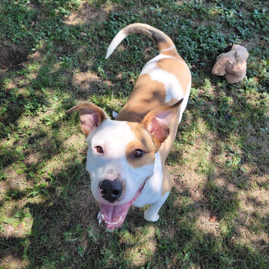 Enlarge Enzo, a Adoptable Mixed Breed in Clarksville, TN image 6/6