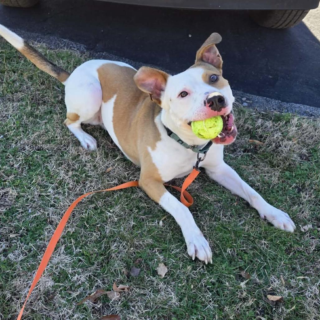 Enlarge Enzo, a Adoptable Mixed Breed in Clarksville, TN image 6/6