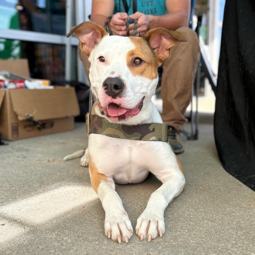 Enlarge Enzo, a Adoptable Mixed Breed in Clarksville, TN image 6/6