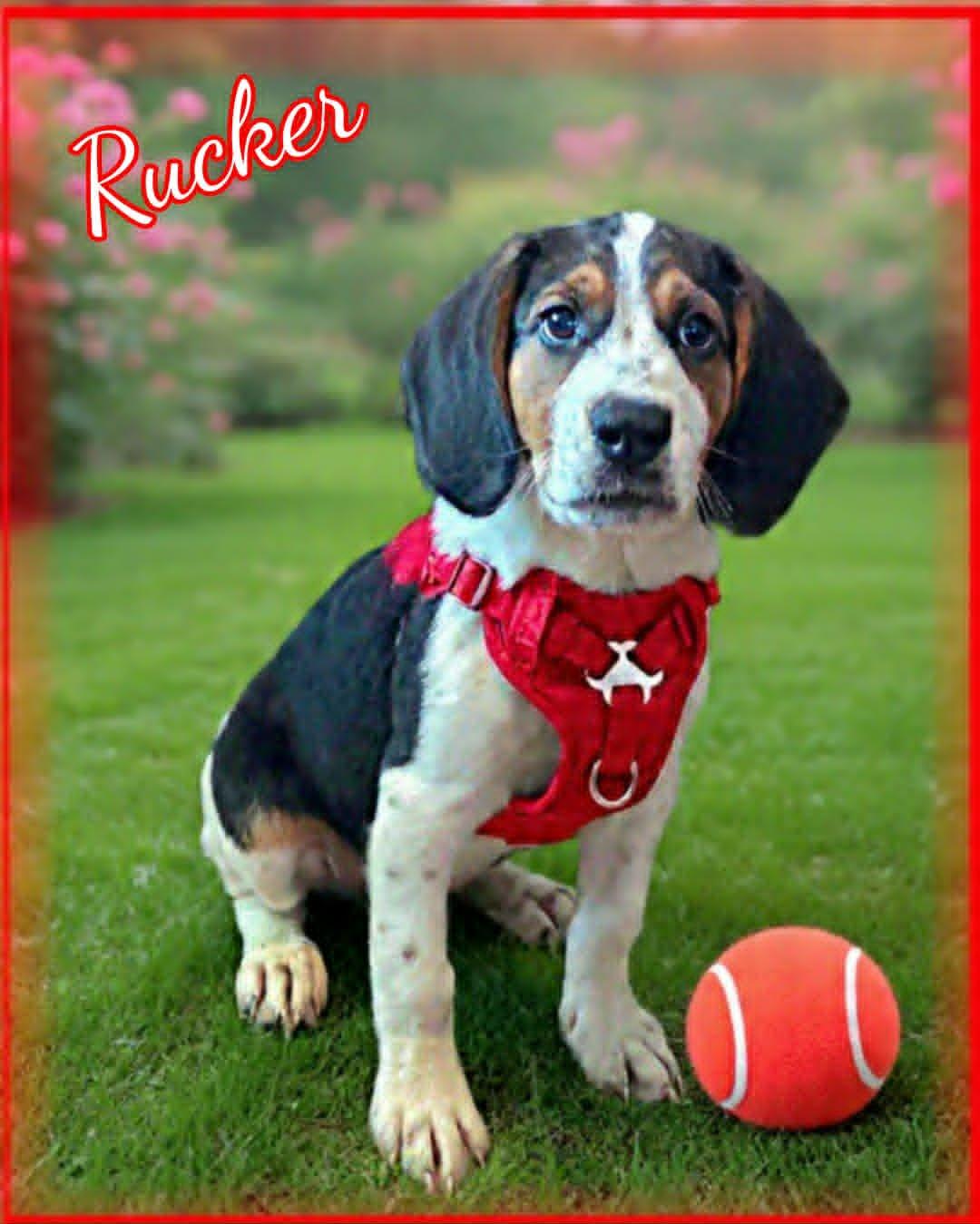 Rucker, adopted, Puppy Male Beagle & Basset Hound.