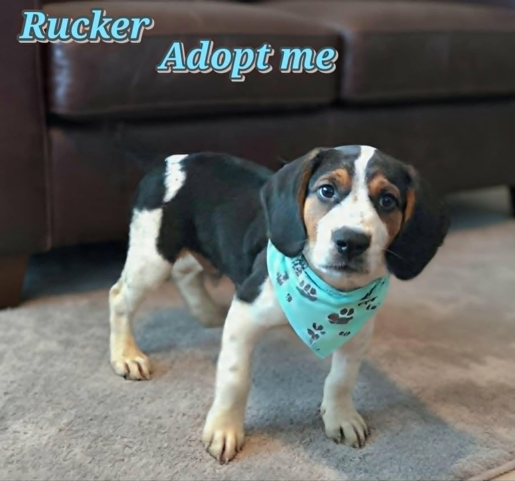Rucker, an adopted mixed breed in Grove, OK image 3/4