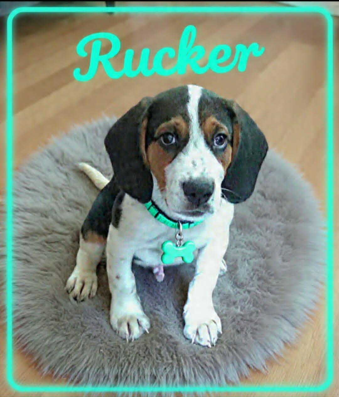 Rucker, an adopted mixed breed in Grove, OK image 4/4