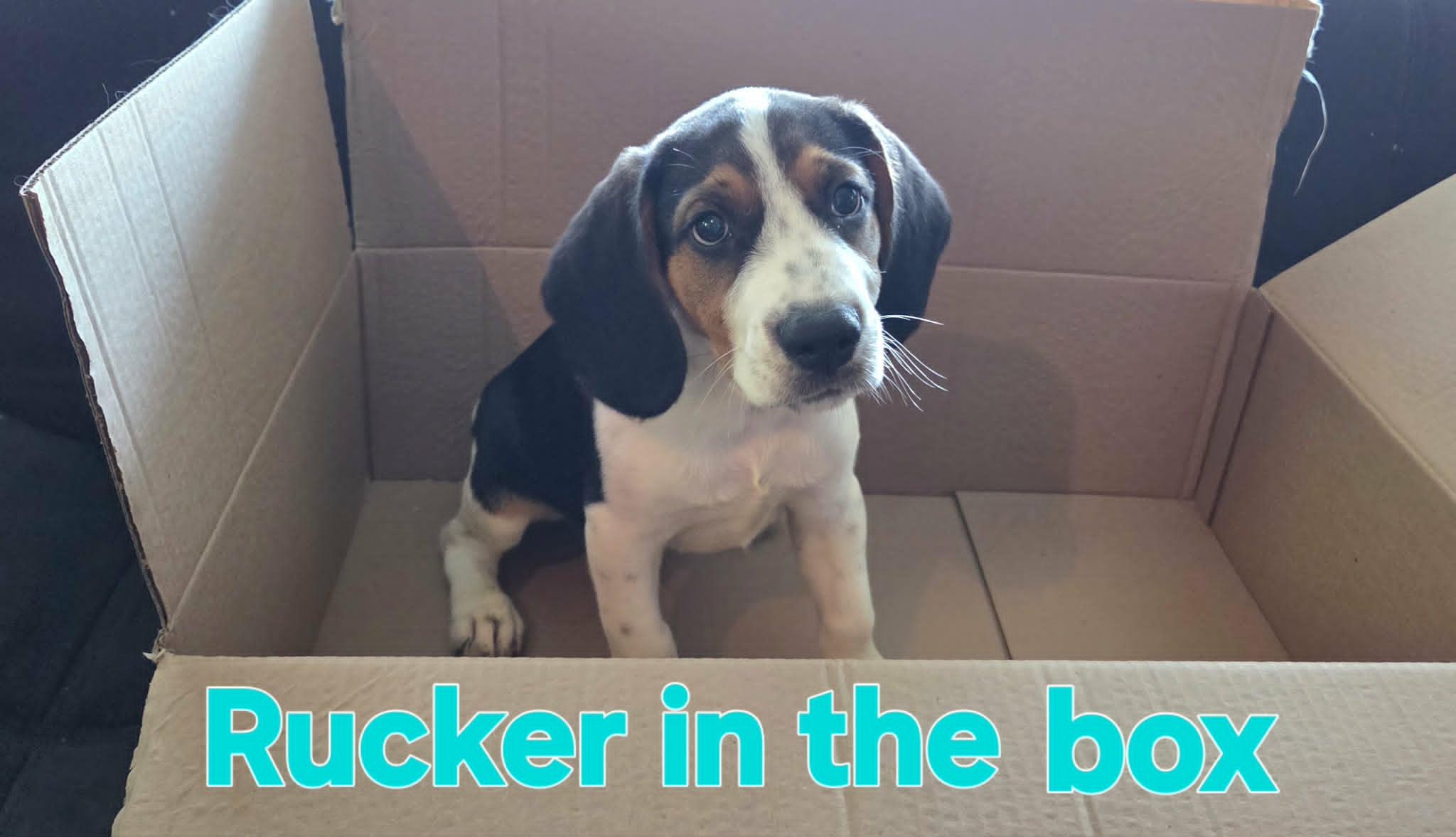 Rucker, an adopted mixed breed in Grove, OK image 2/4